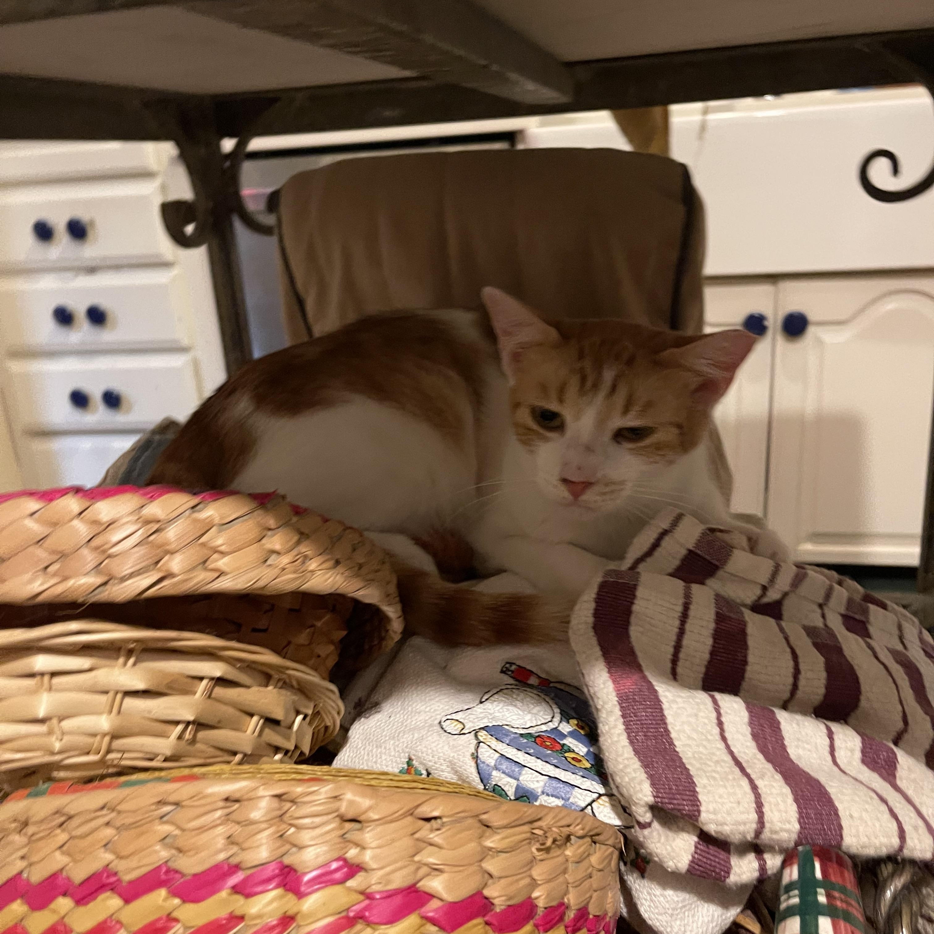 Maybelline, an adoptable Domestic Short Hair in san antonio, TX image 2/3