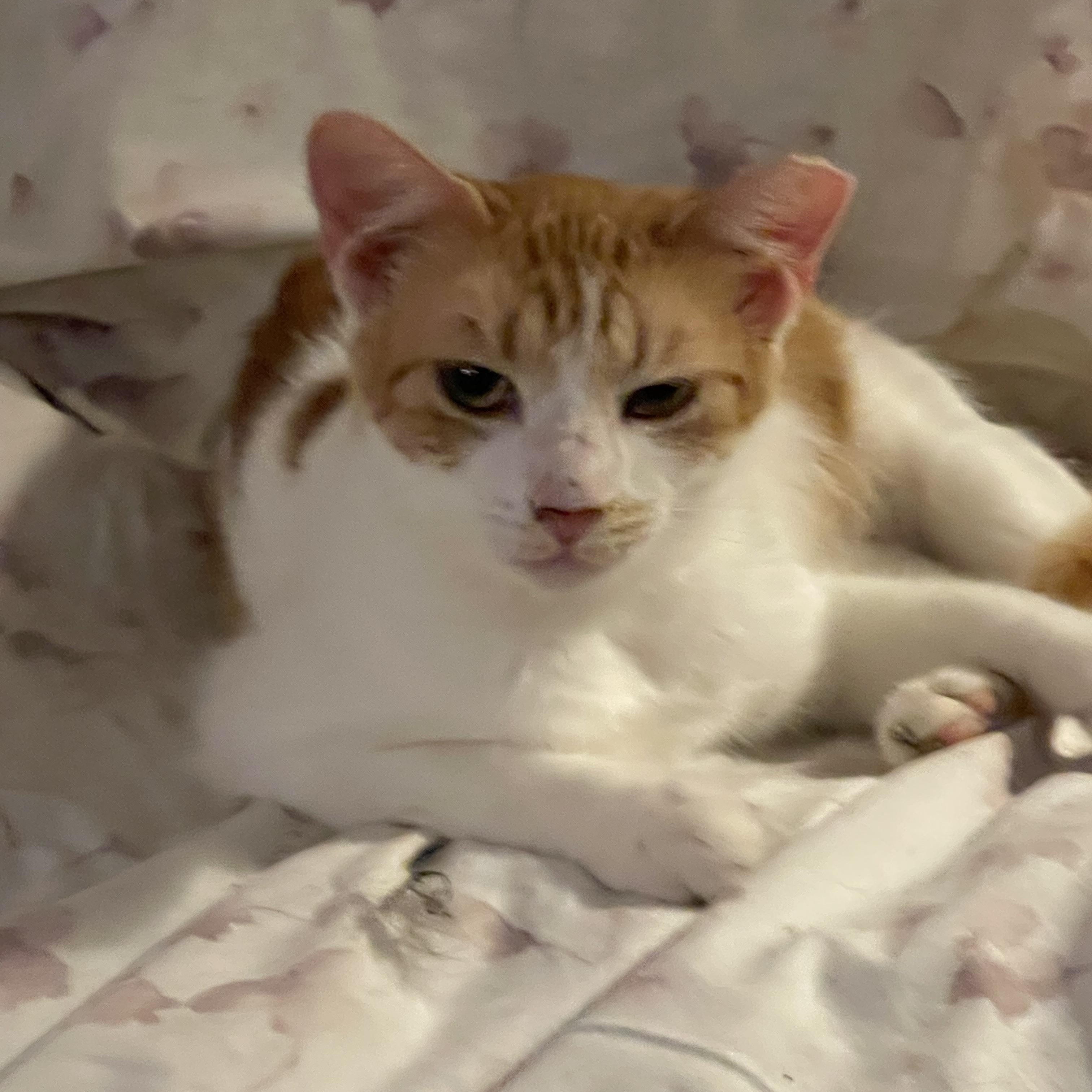 Maybelline, an adoptable Domestic Short Hair in san antonio, TX image 1/3