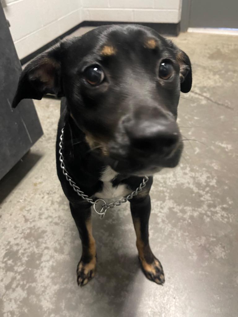 Angel, Adoptable, Young Female Mixed Breed.