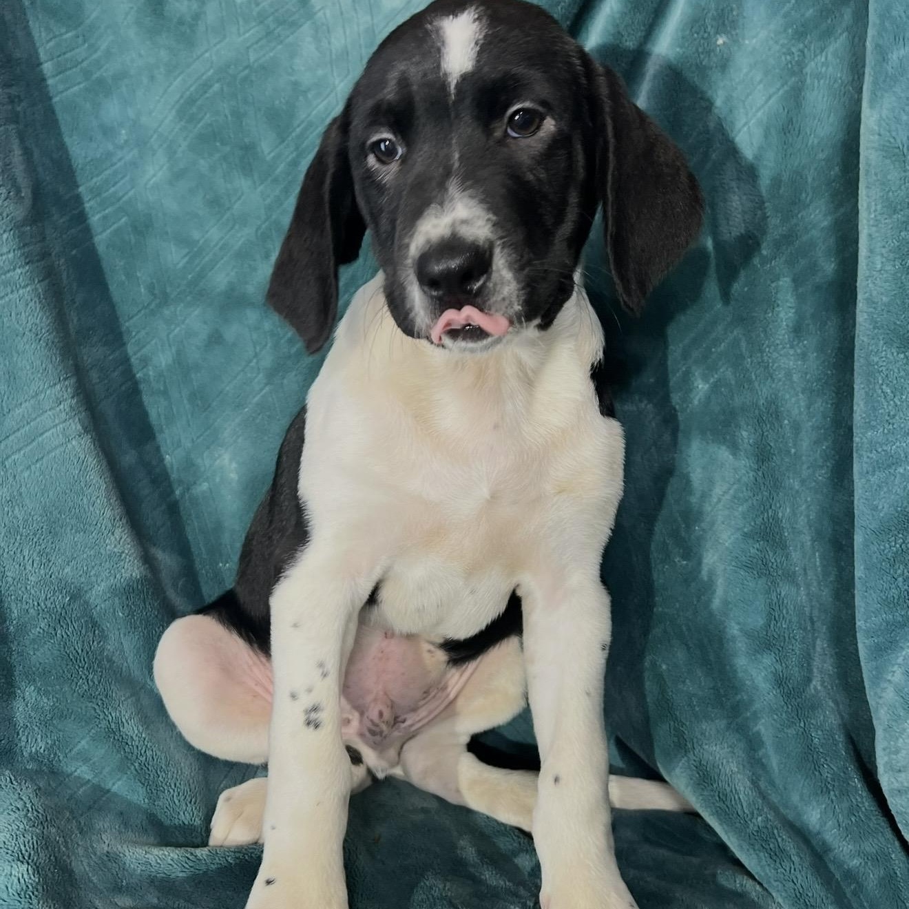 Enlarge Ivan , a ADOPTABLE mixed breed in Pelham, NH image 2/6