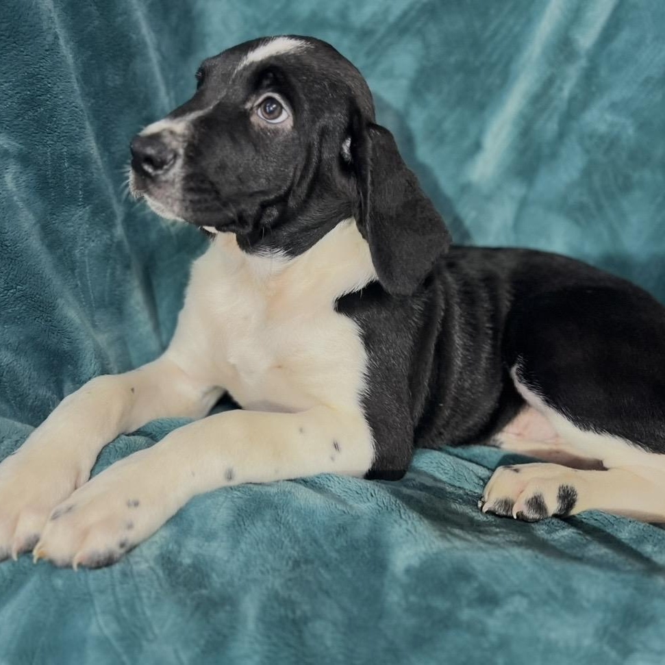 Enlarge Ivan , a ADOPTABLE mixed breed in Pelham, NH image 5/6