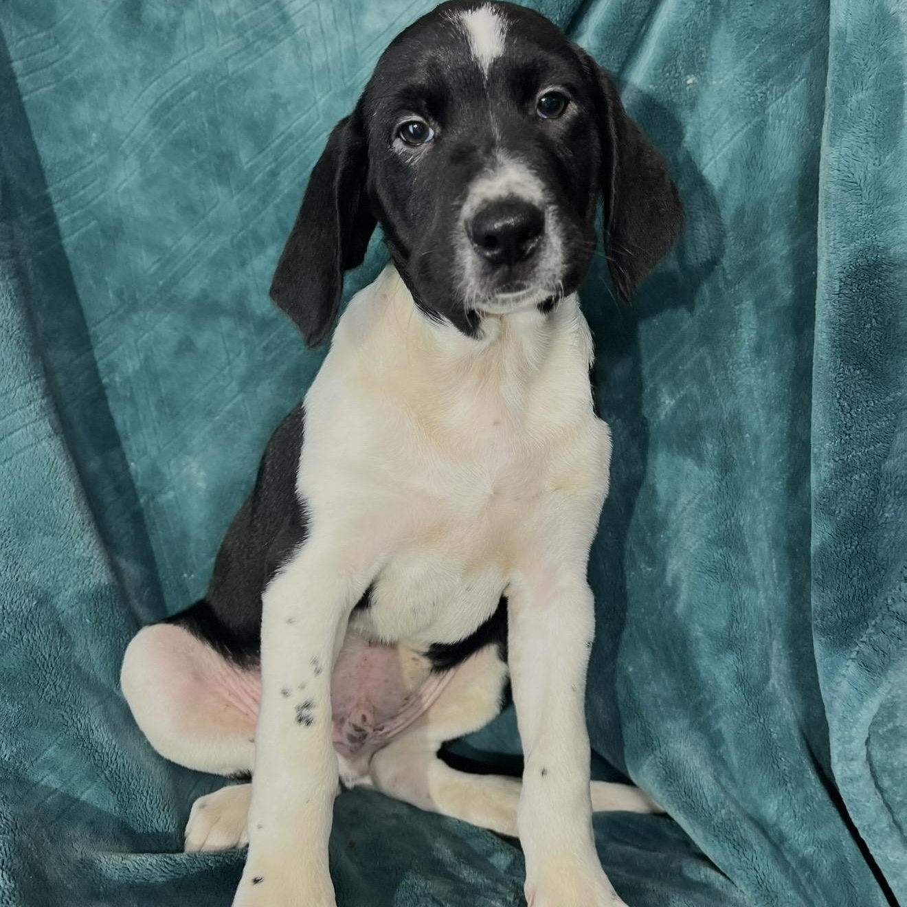 Enlarge Ivan , a ADOPTABLE mixed breed in Pelham, NH image 1/6