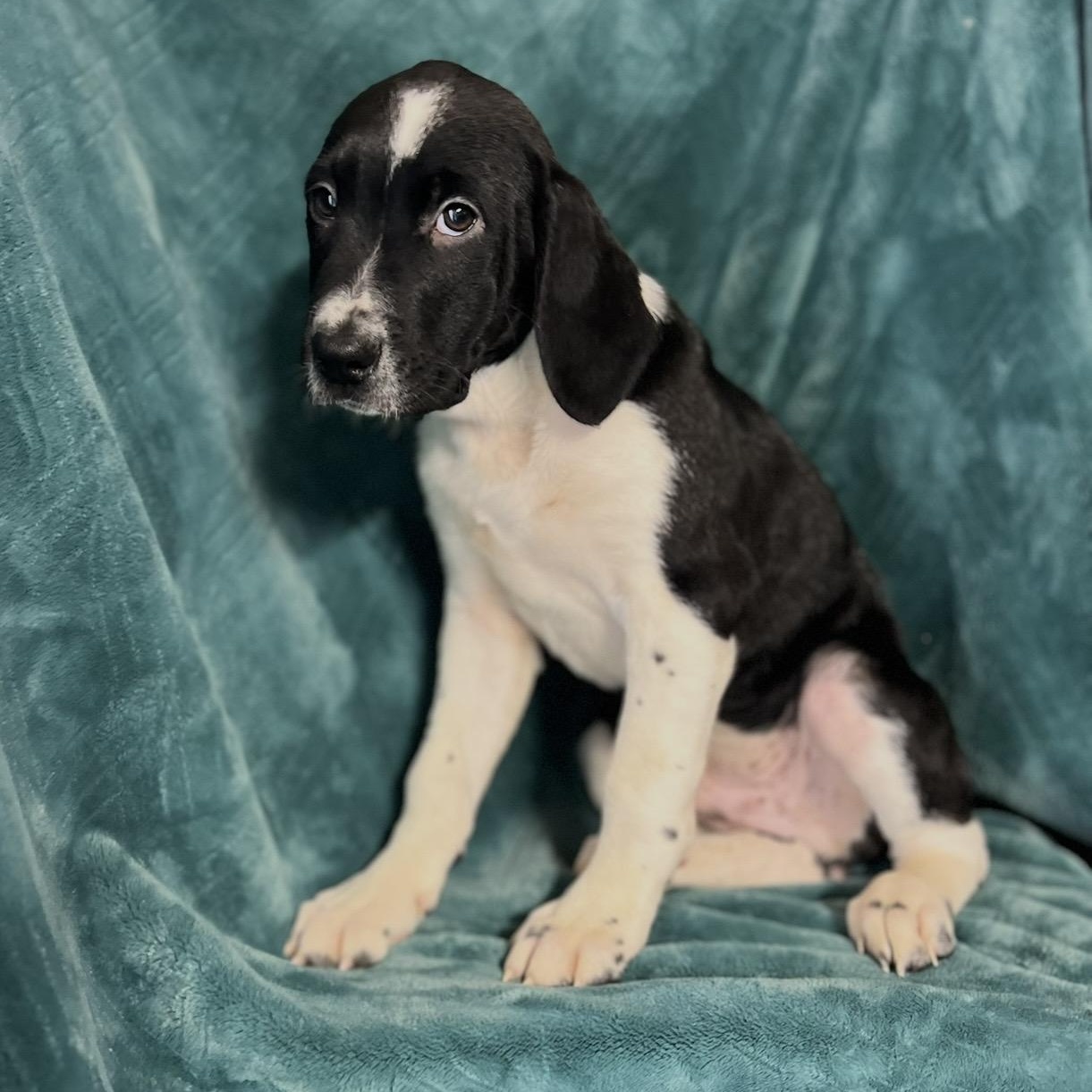 Enlarge Ivan , a ADOPTABLE mixed breed in Pelham, NH image 4/6