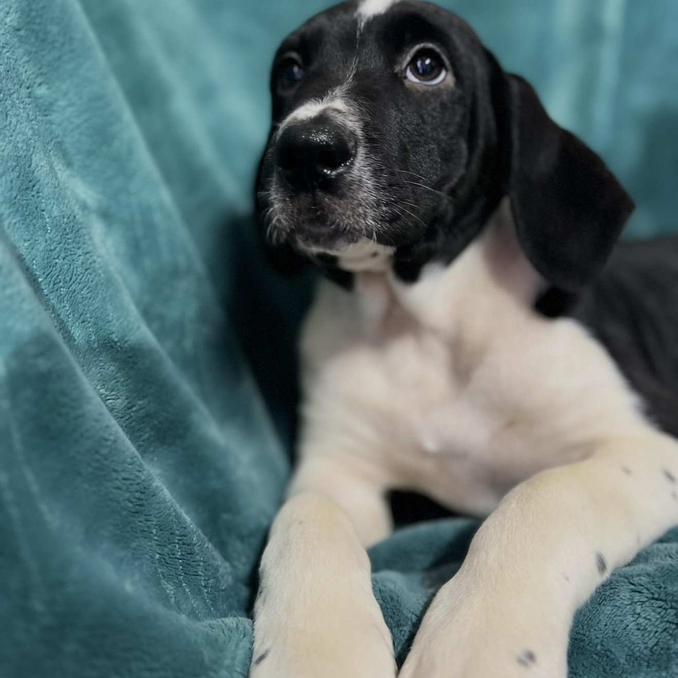 Enlarge Ivan , a ADOPTABLE mixed breed in Pelham, NH image 3/6