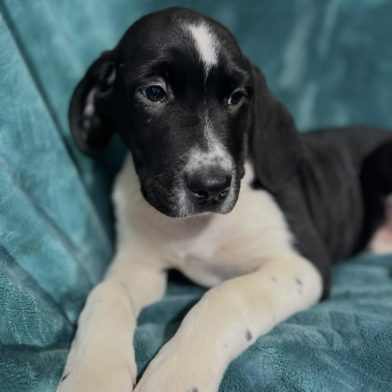 Enlarge Ivan , a ADOPTABLE mixed breed in Pelham, NH image 6/6