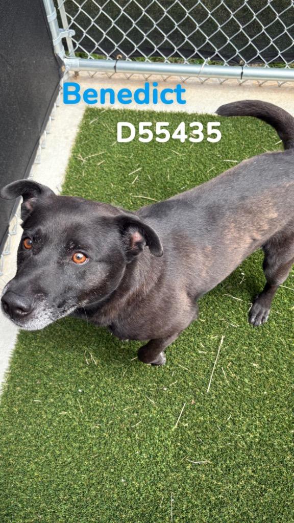 Enlarge Benedict, a Adoptable Mixed Breed in Clarksville, TN image 1/4