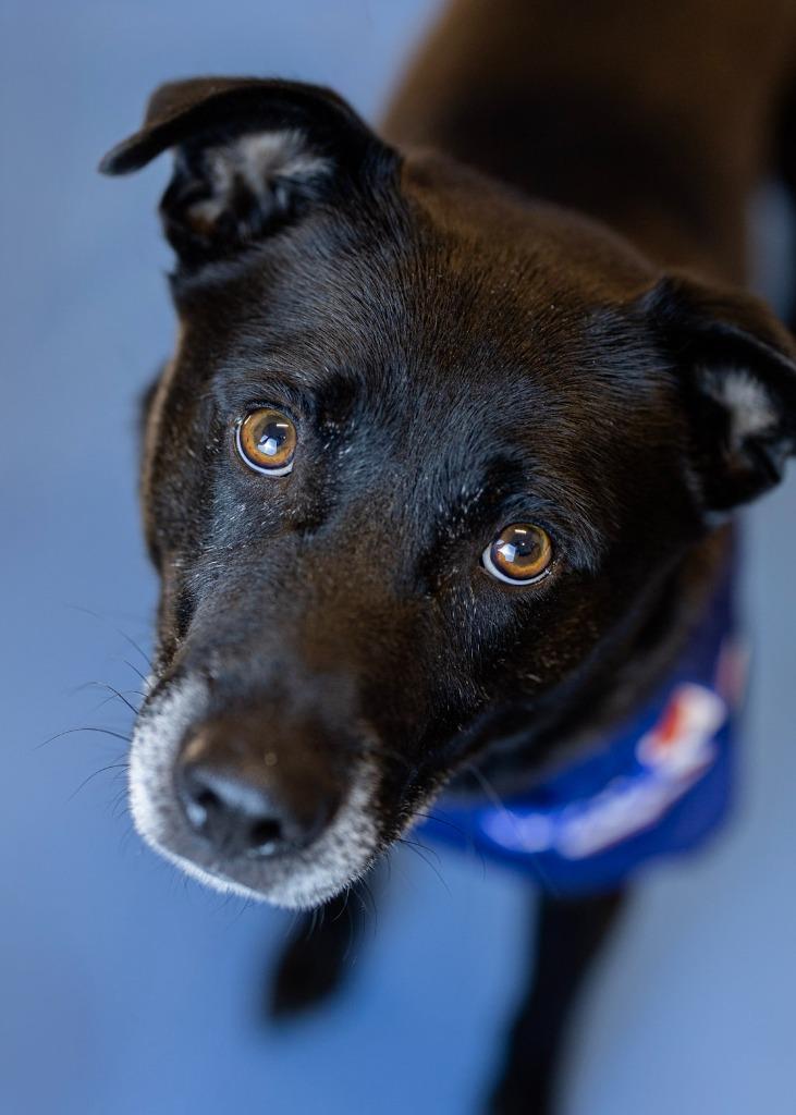 Enlarge Benedict, a Adoptable Mixed Breed in Clarksville, TN image 2/4