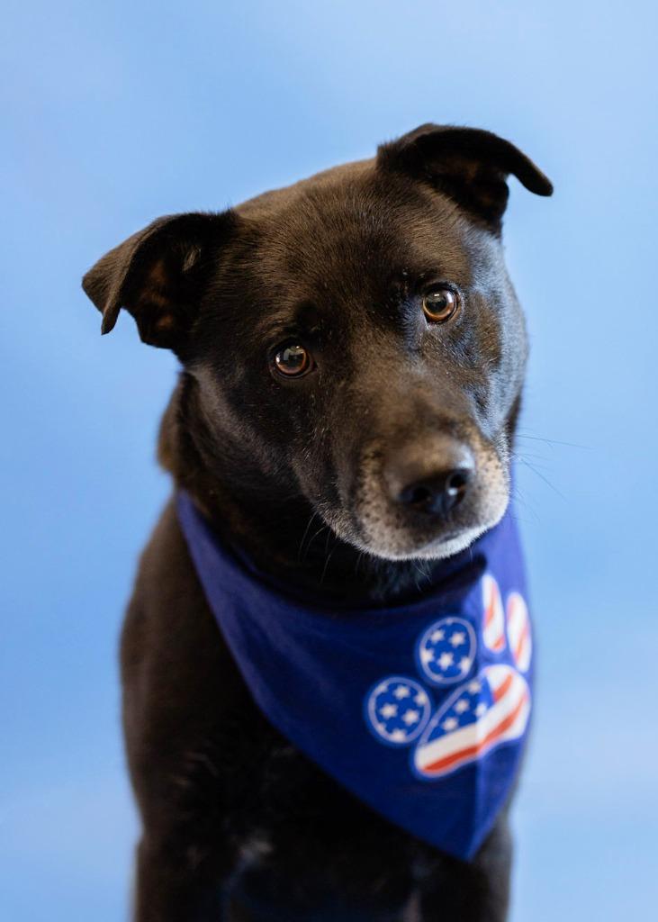 Enlarge Benedict, a Adoptable Mixed Breed in Clarksville, TN image 3/4