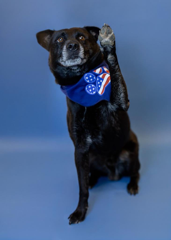Enlarge Benedict, a Adoptable Mixed Breed in Clarksville, TN image 4/4