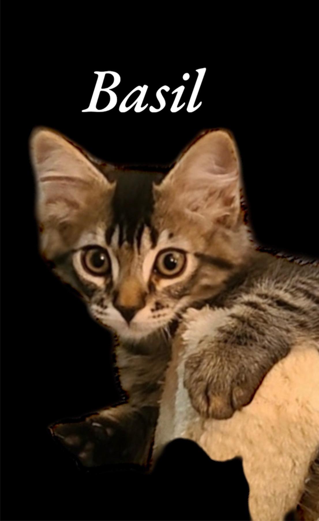 Basil Domestic Long Hair Cat