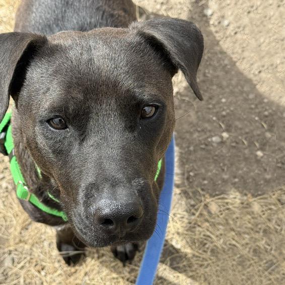 Clover, Adoptable, Adult Female Mixed Breed.