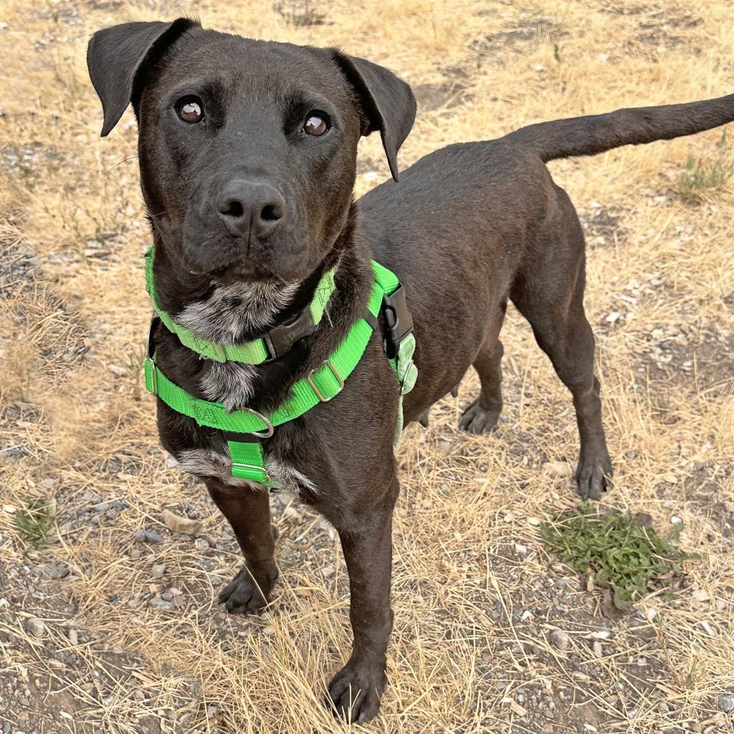 Enlarge Clover, a Adoptable Mixed Breed in Hailey, ID image 2/6