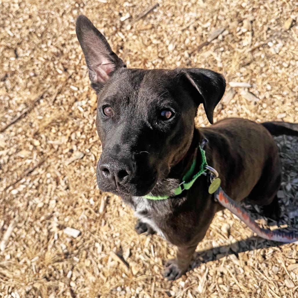 Enlarge Clover, a Adoptable Mixed Breed in Hailey, ID image 3/6