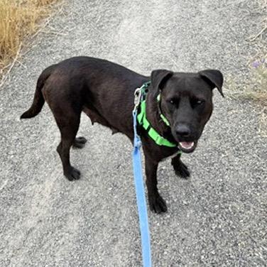 Enlarge Clover, a Adoptable Mixed Breed in Hailey, ID image 4/6