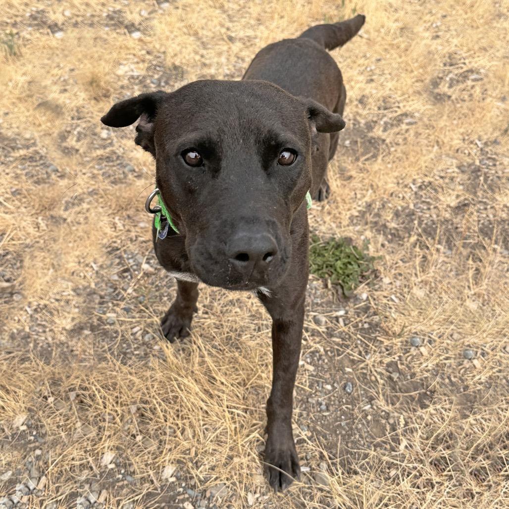 Enlarge Clover, a Adoptable Mixed Breed in Hailey, ID image 5/6