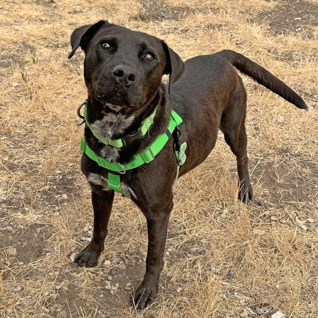 Enlarge Clover, a Adoptable Mixed Breed in Hailey, ID image 6/6