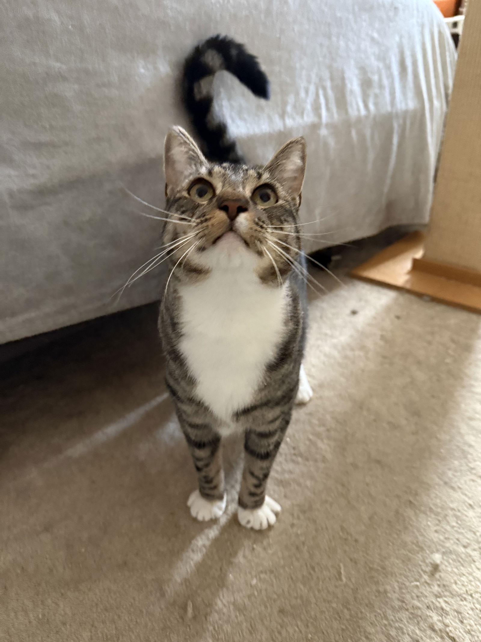 Rosettes, Adoptable, Adult Male Domestic Short Hair & Tabby.