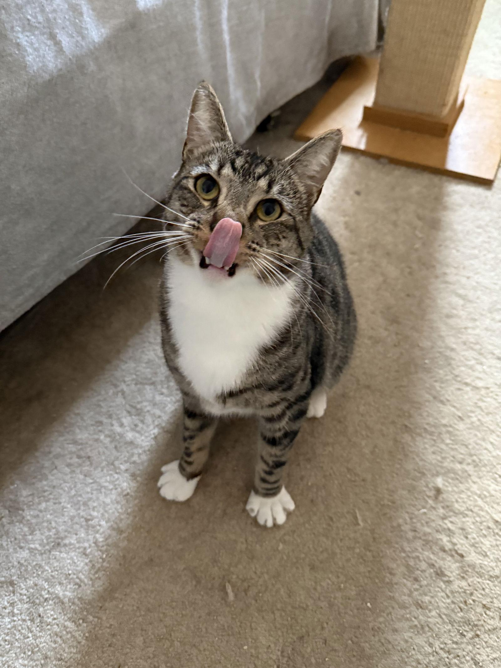 Rosettes, a Adoptable mixed breed in Rochester, NY image 2/3