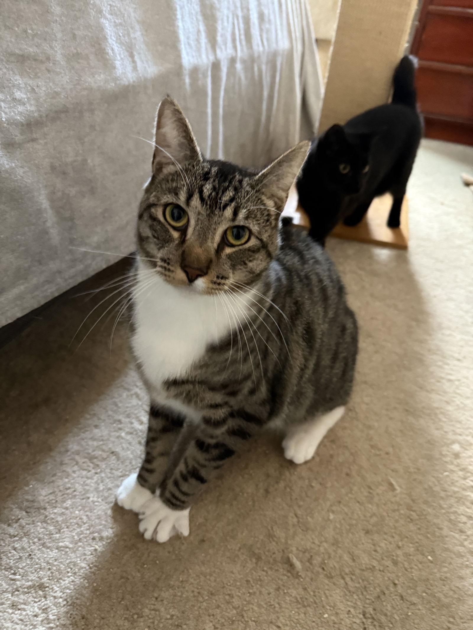 Rosettes, a Adoptable mixed breed in Rochester, NY image 3/3