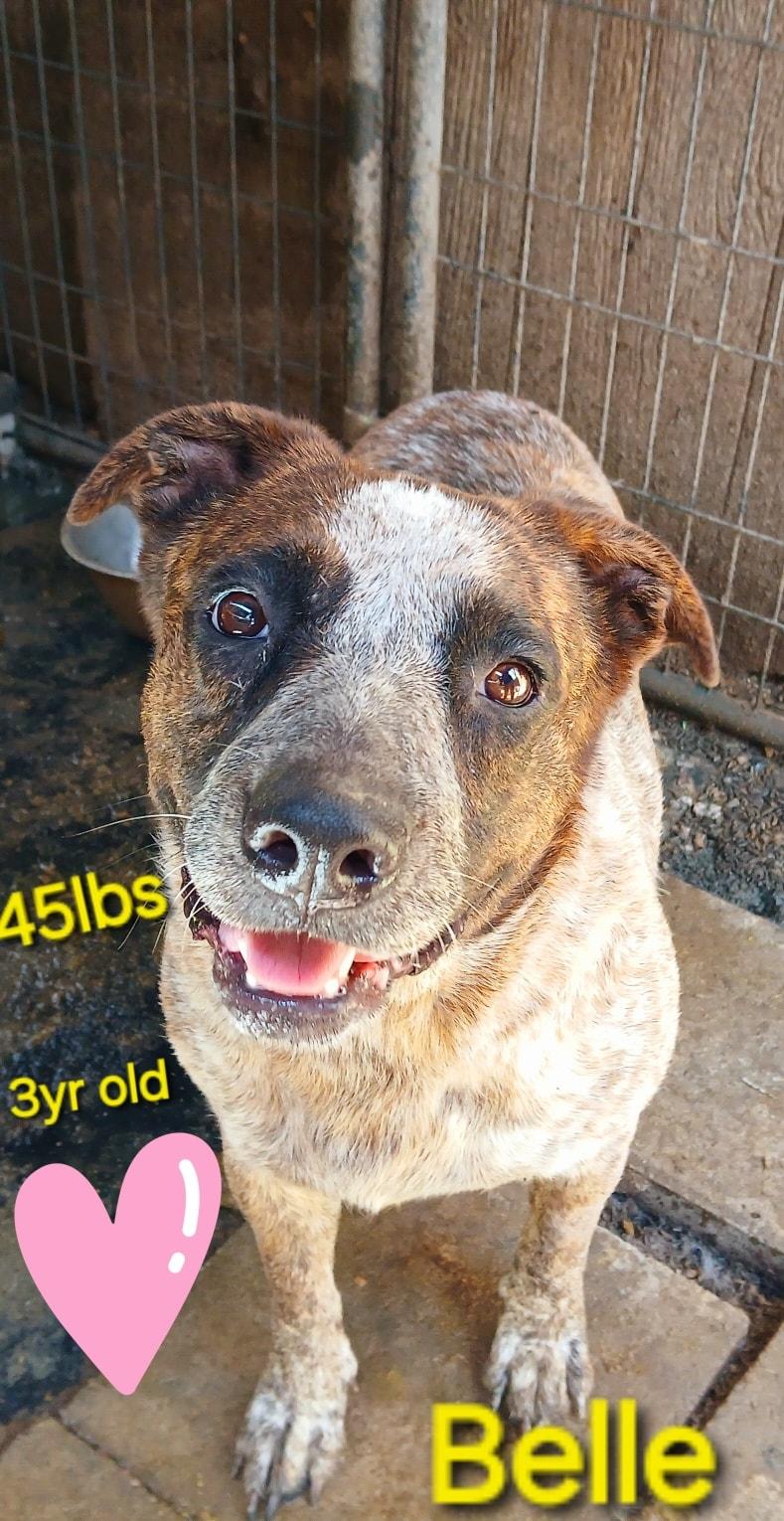 Belle, a Adoptable Australian Cattle Dog / Blue Heeler in Lonsdale, AR image 1/5