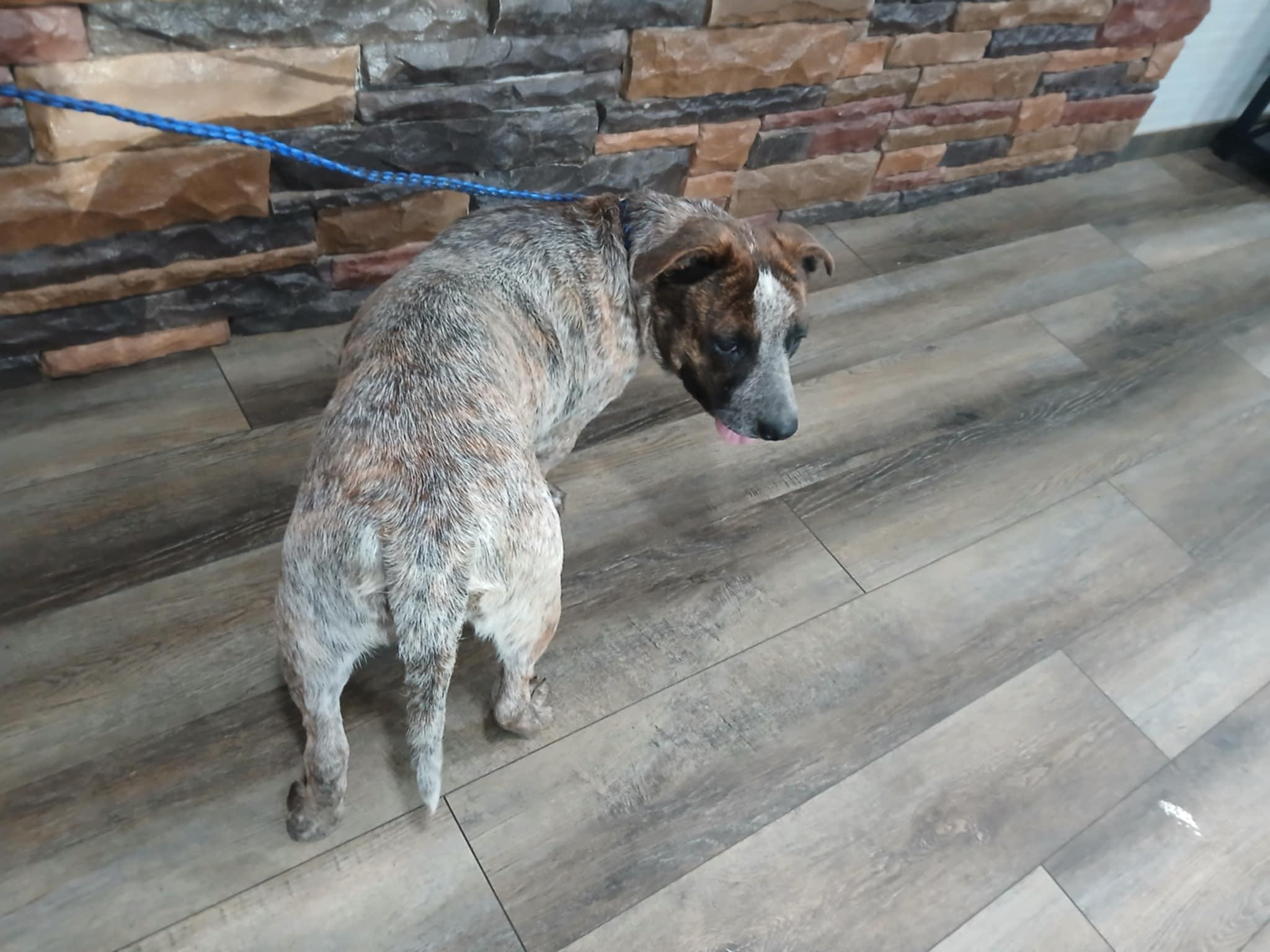 Belle, Adoptable, Adult Female Australian Cattle Dog / Blue Heeler.
