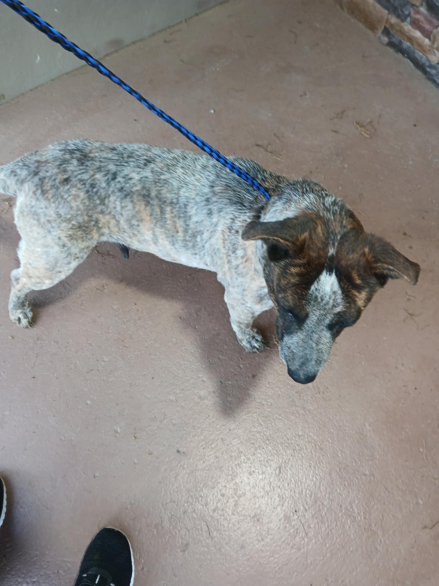 Belle, a Adoptable Australian Cattle Dog / Blue Heeler in Lonsdale, AR image 3/5