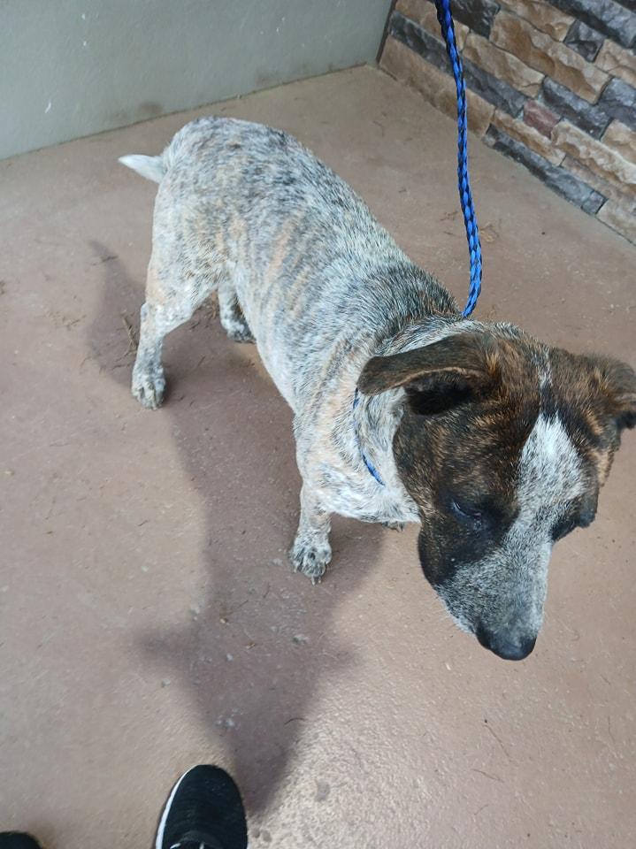 Belle, a Adoptable Australian Cattle Dog / Blue Heeler in Lonsdale, AR image 4/5