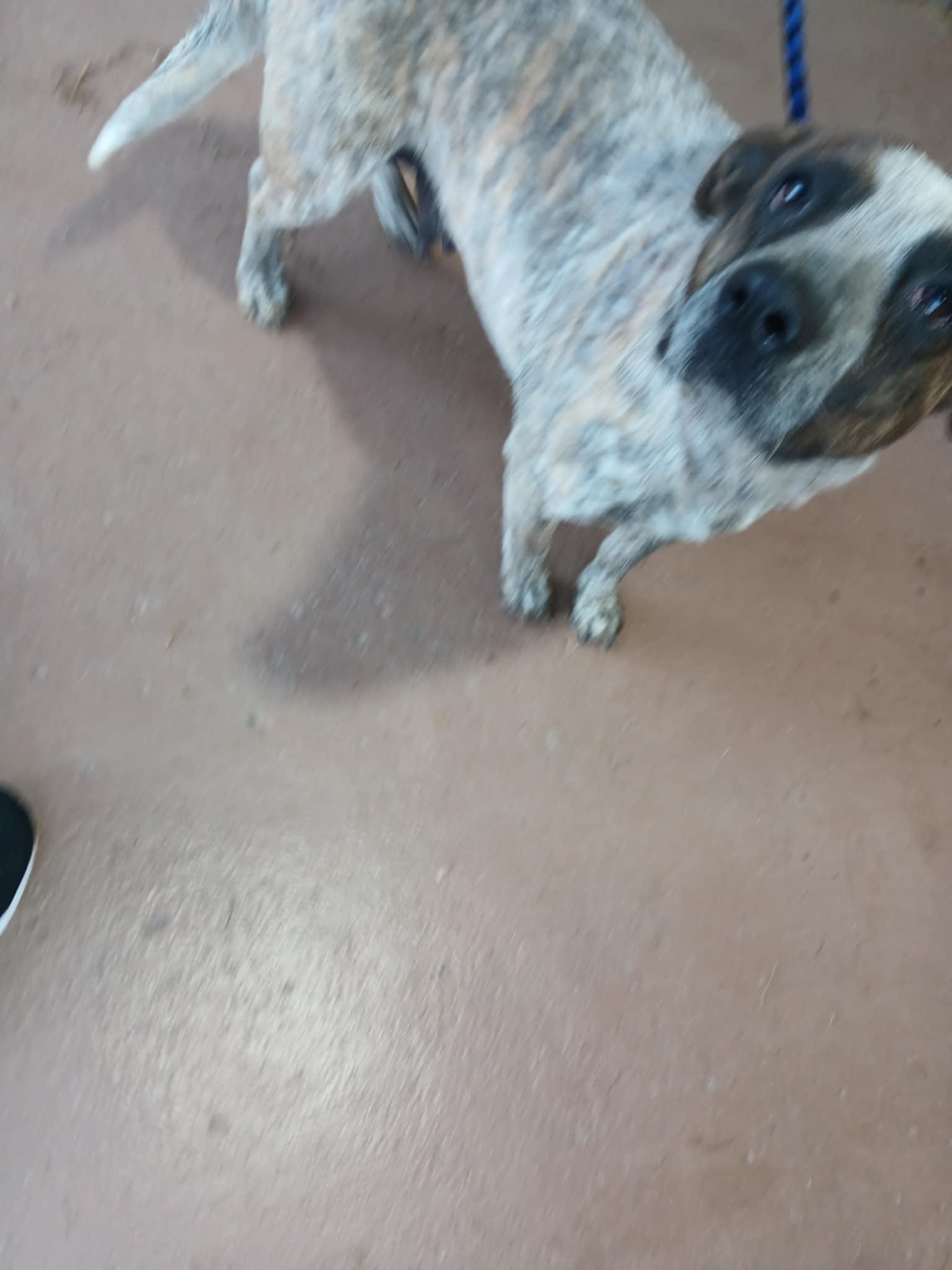 Belle, a Adoptable Australian Cattle Dog / Blue Heeler in Lonsdale, AR image 5/5