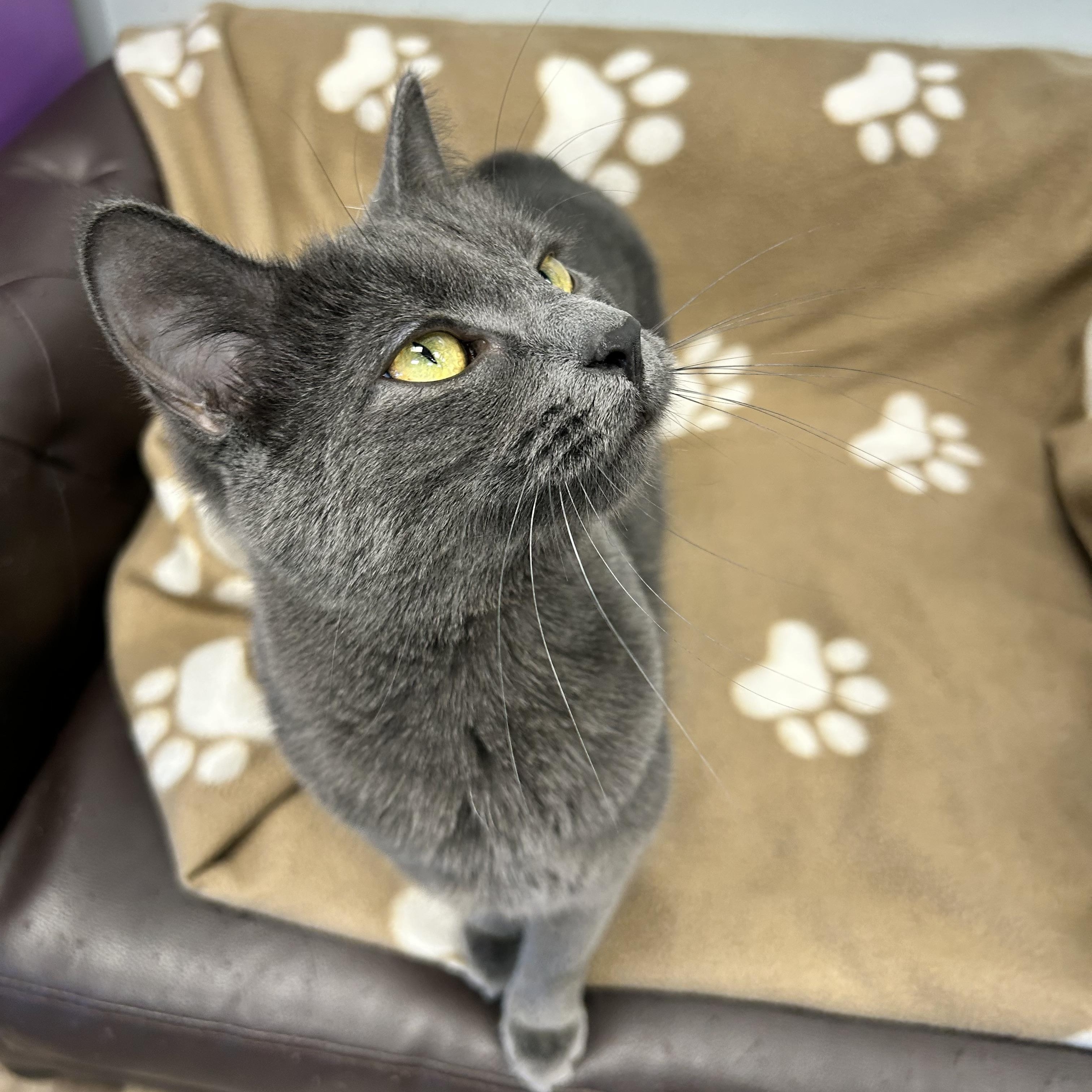 Enlarge Prism - CHOW HOUND, a Adoptable Domestic Short Hair in Grand Rapids, MI image 6/6