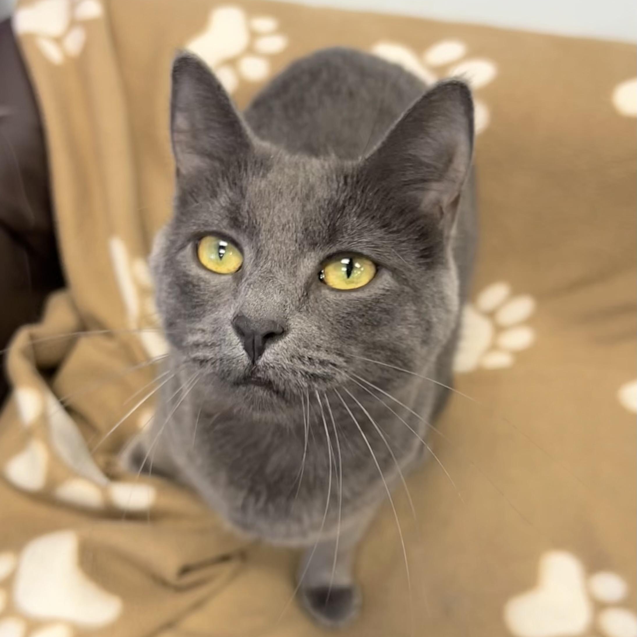 Enlarge Prism - CHOW HOUND, a Adoptable Domestic Short Hair in Grand Rapids, MI image 1/6