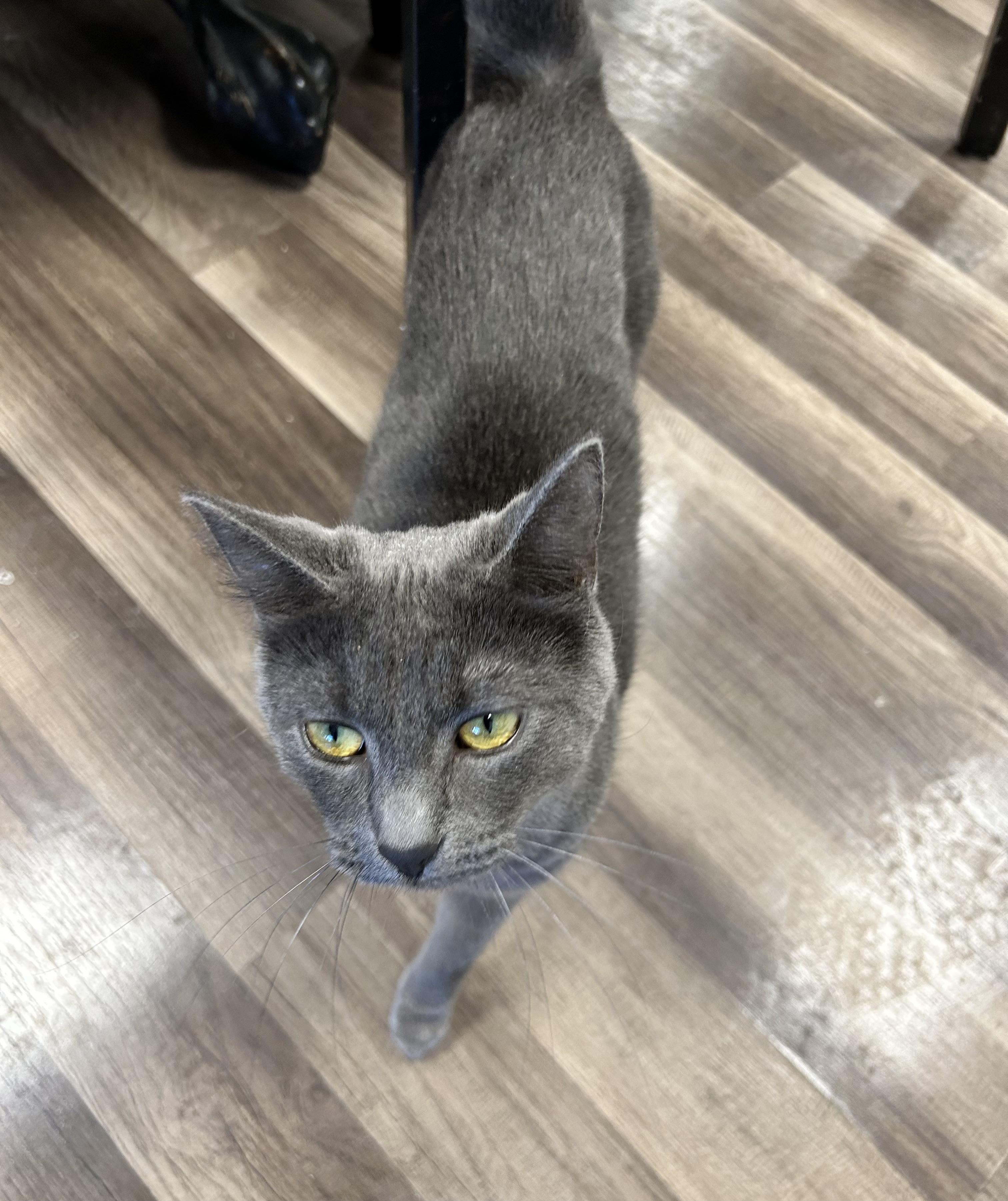 Enlarge Prism - CHOW HOUND, a Adoptable Domestic Short Hair in Grand Rapids, MI image 2/6