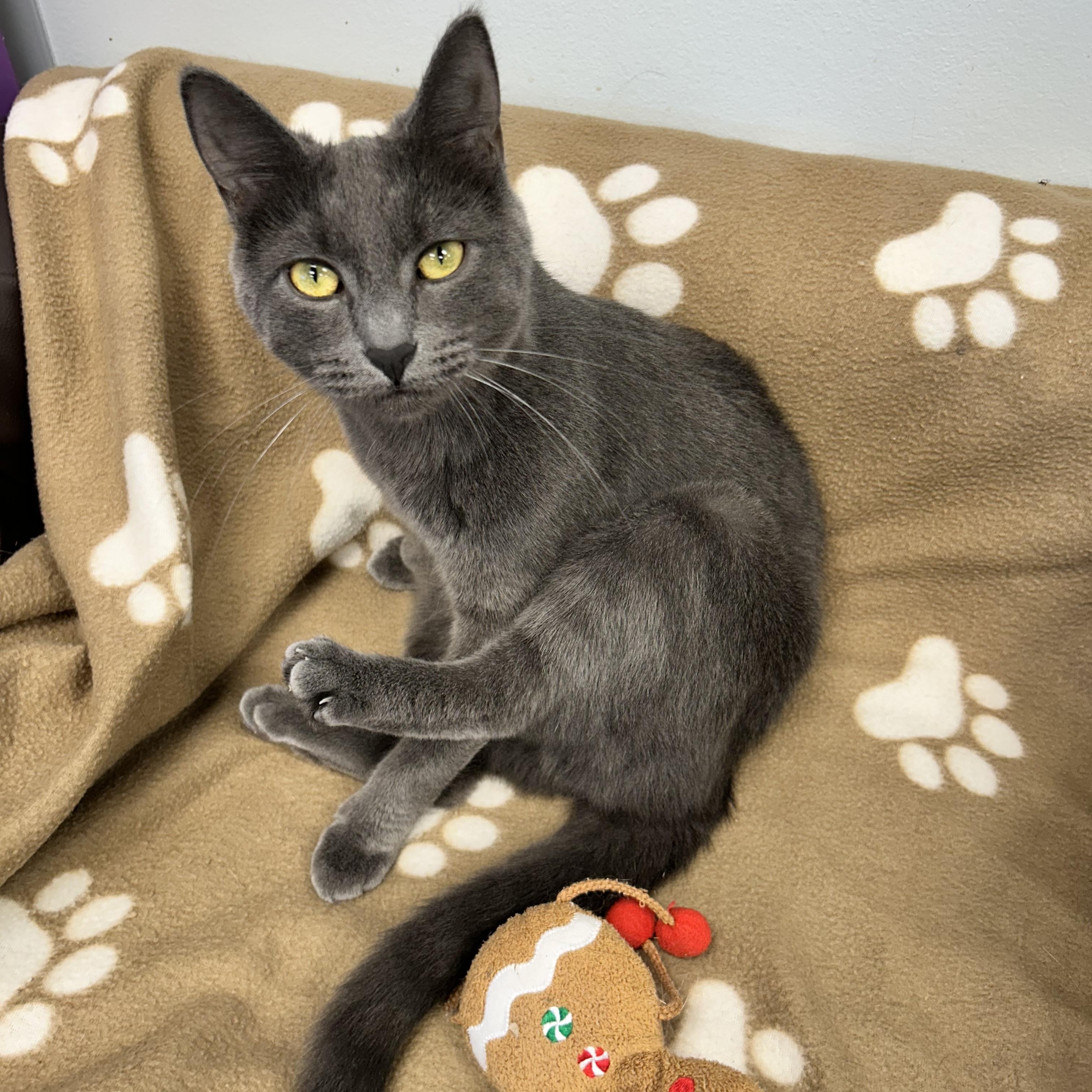 Enlarge Prism - CHOW HOUND, a Adoptable Domestic Short Hair in Grand Rapids, MI image 3/6