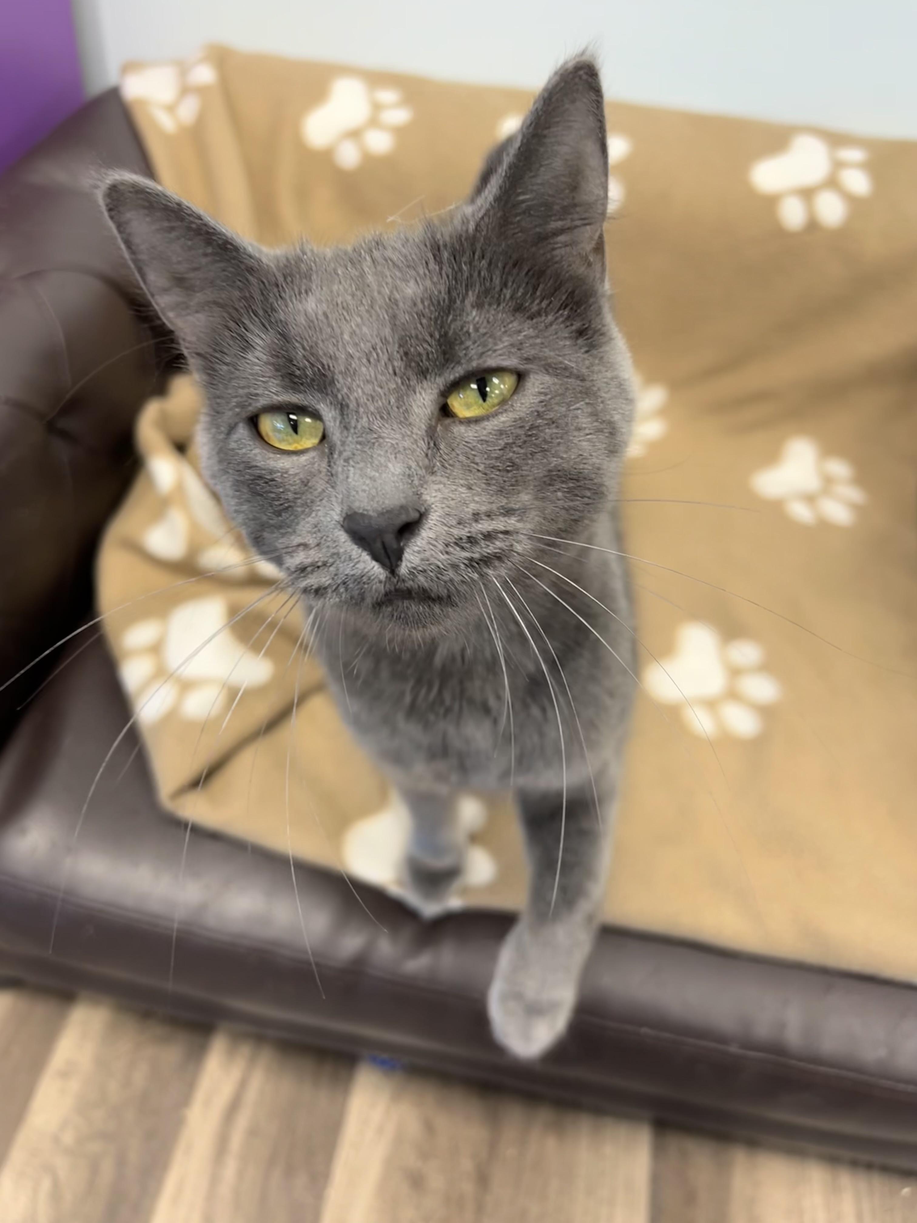 Enlarge Prism - CHOW HOUND, a Adoptable Domestic Short Hair in Grand Rapids, MI image 4/6