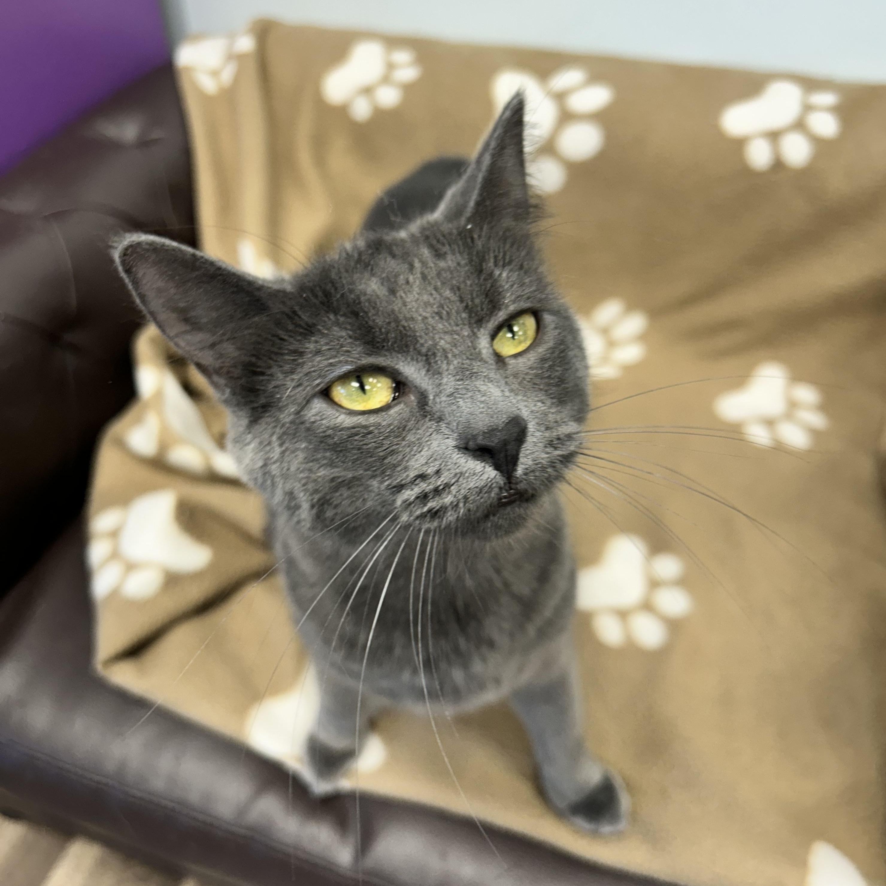 Enlarge Prism - CHOW HOUND, a Adoptable Domestic Short Hair in Grand Rapids, MI image 5/6