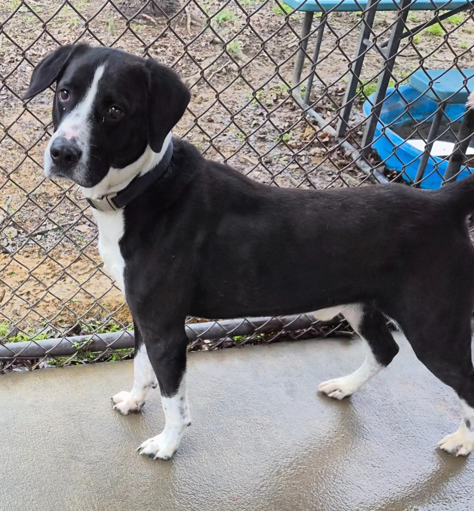 Enlarge Ombre, a Adoptable mixed breed in Rome, GA image 1/5