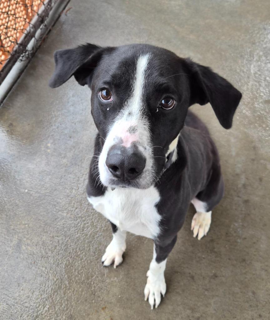 Enlarge Ombre, a Adoptable mixed breed in Rome, GA image 2/5