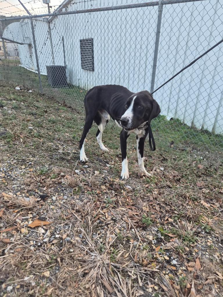 Enlarge Ombre, a Adoptable mixed breed in Rome, GA image 3/5