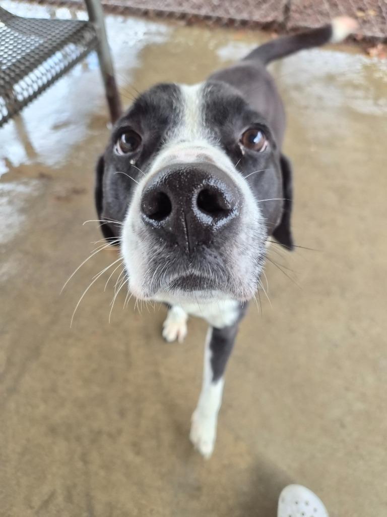Enlarge Ombre, a Adoptable mixed breed in Rome, GA image 4/5