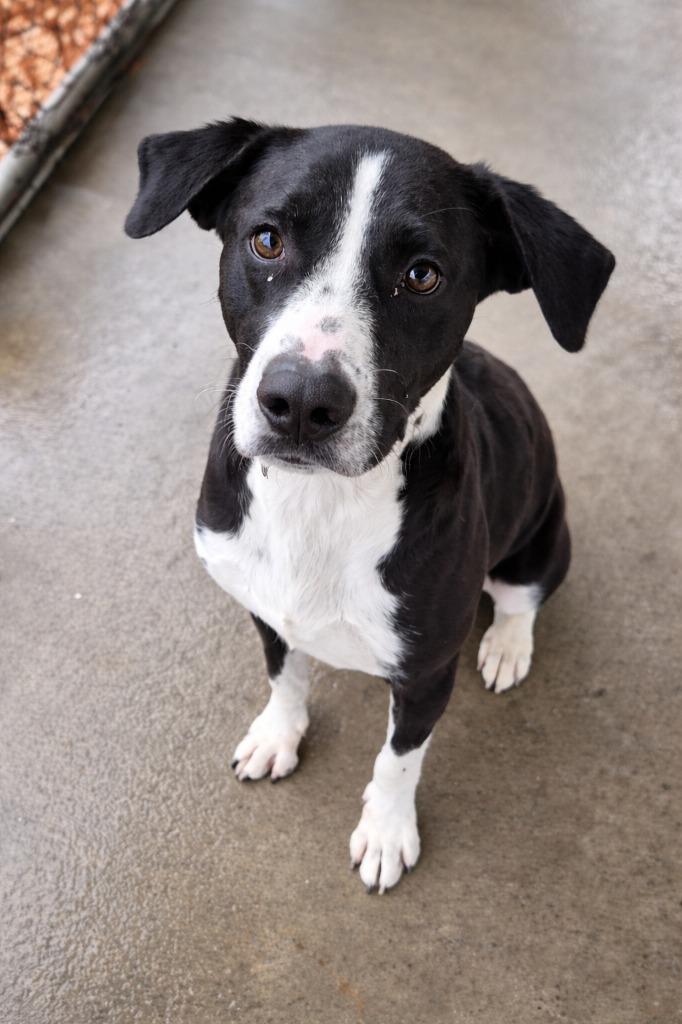 Enlarge Ombre, a Adoptable mixed breed in Rome, GA image 5/5