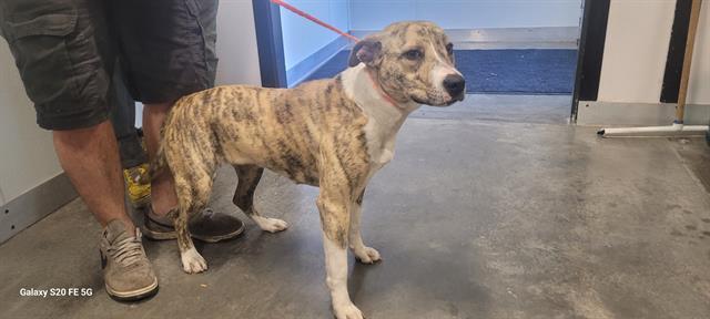 Enlarge MARBLES, a Adoptable mixed breed in Panama City, FL image 1/1