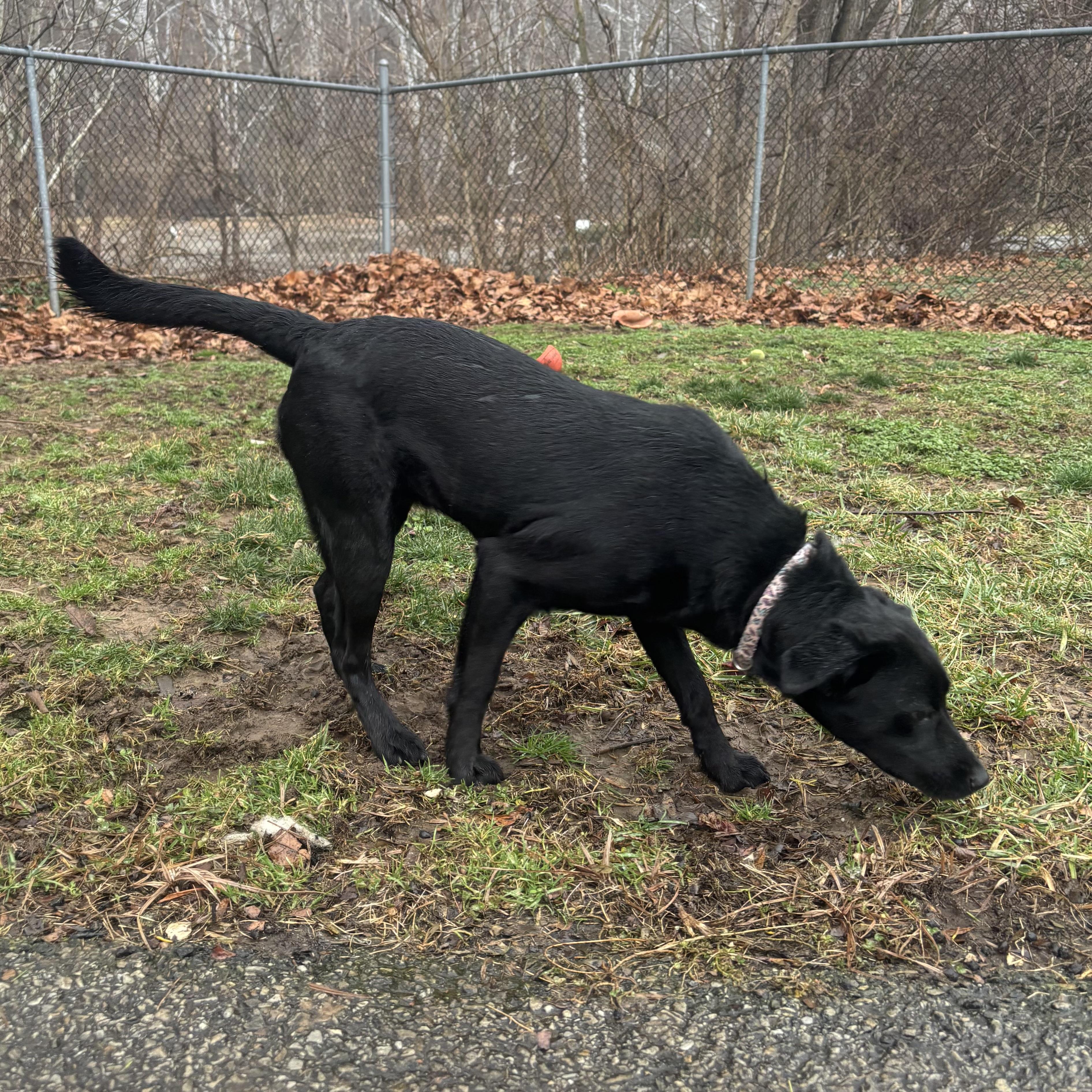 Enlarge Cuddles, a ADOPTABLE mixed breed in Waynesburg, PA image 5/6