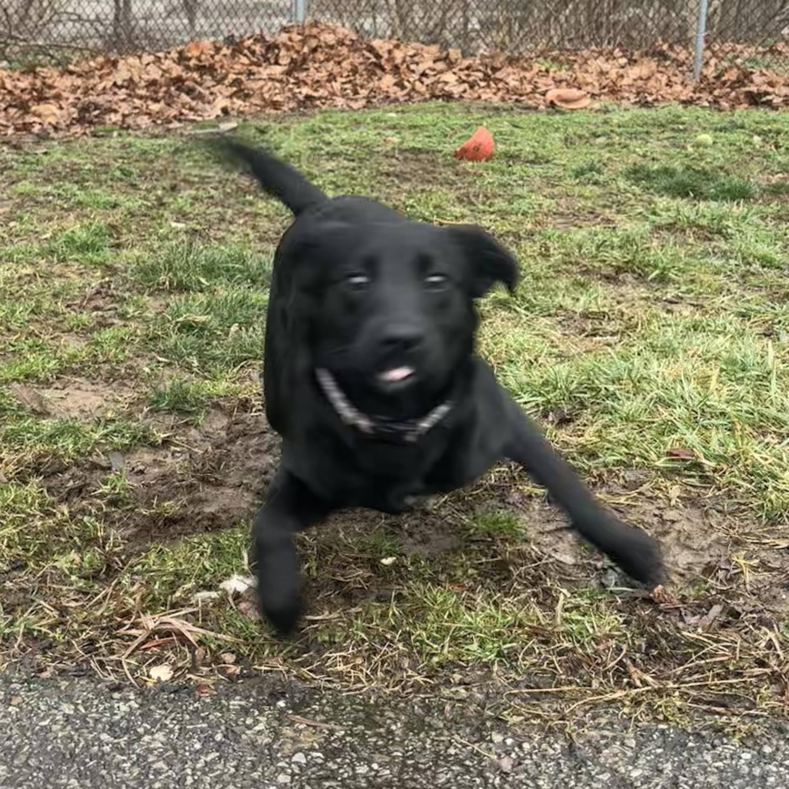 Enlarge Cuddles, a ADOPTABLE mixed breed in Waynesburg, PA image 4/6