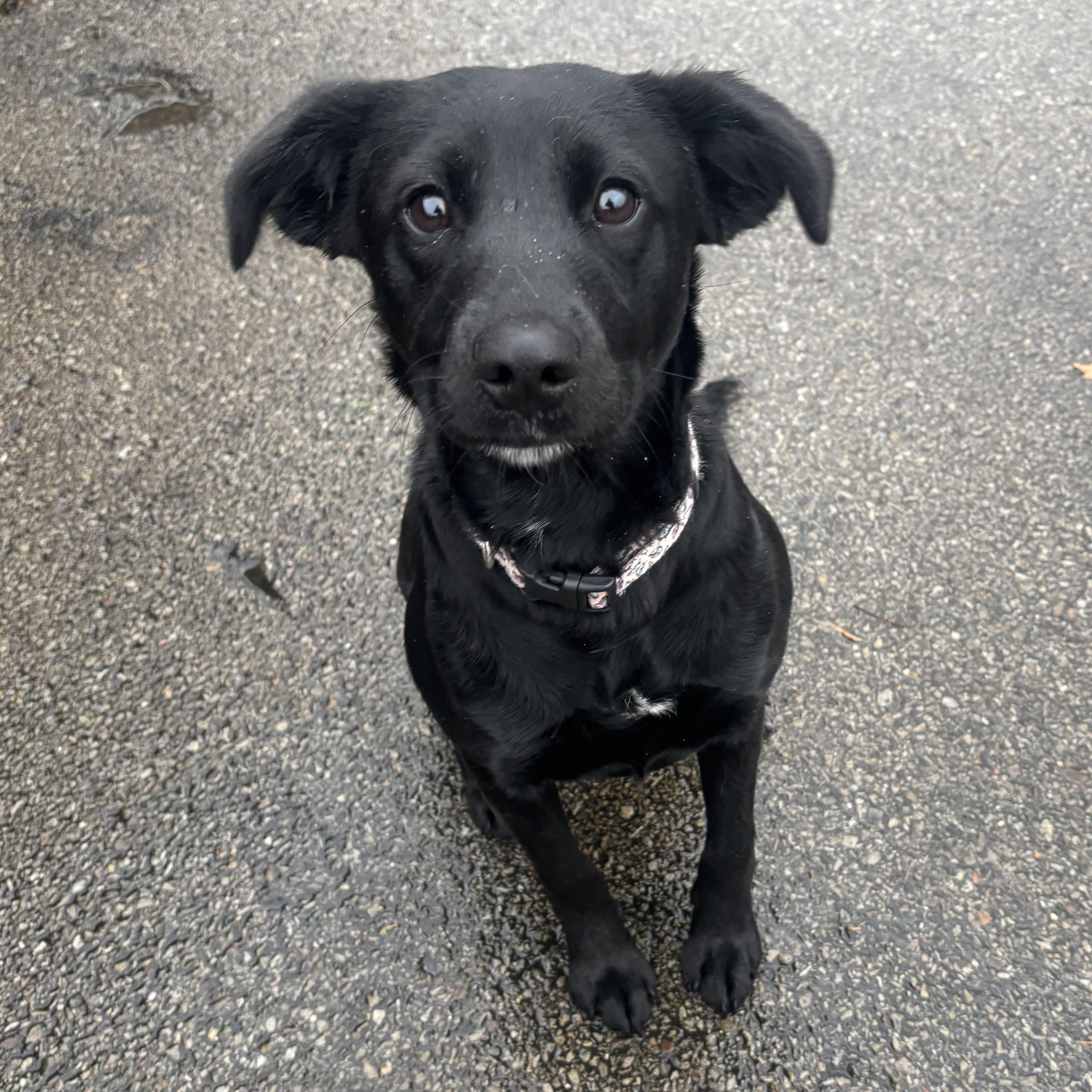 Enlarge Cuddles, a ADOPTABLE mixed breed in Waynesburg, PA image 6/6