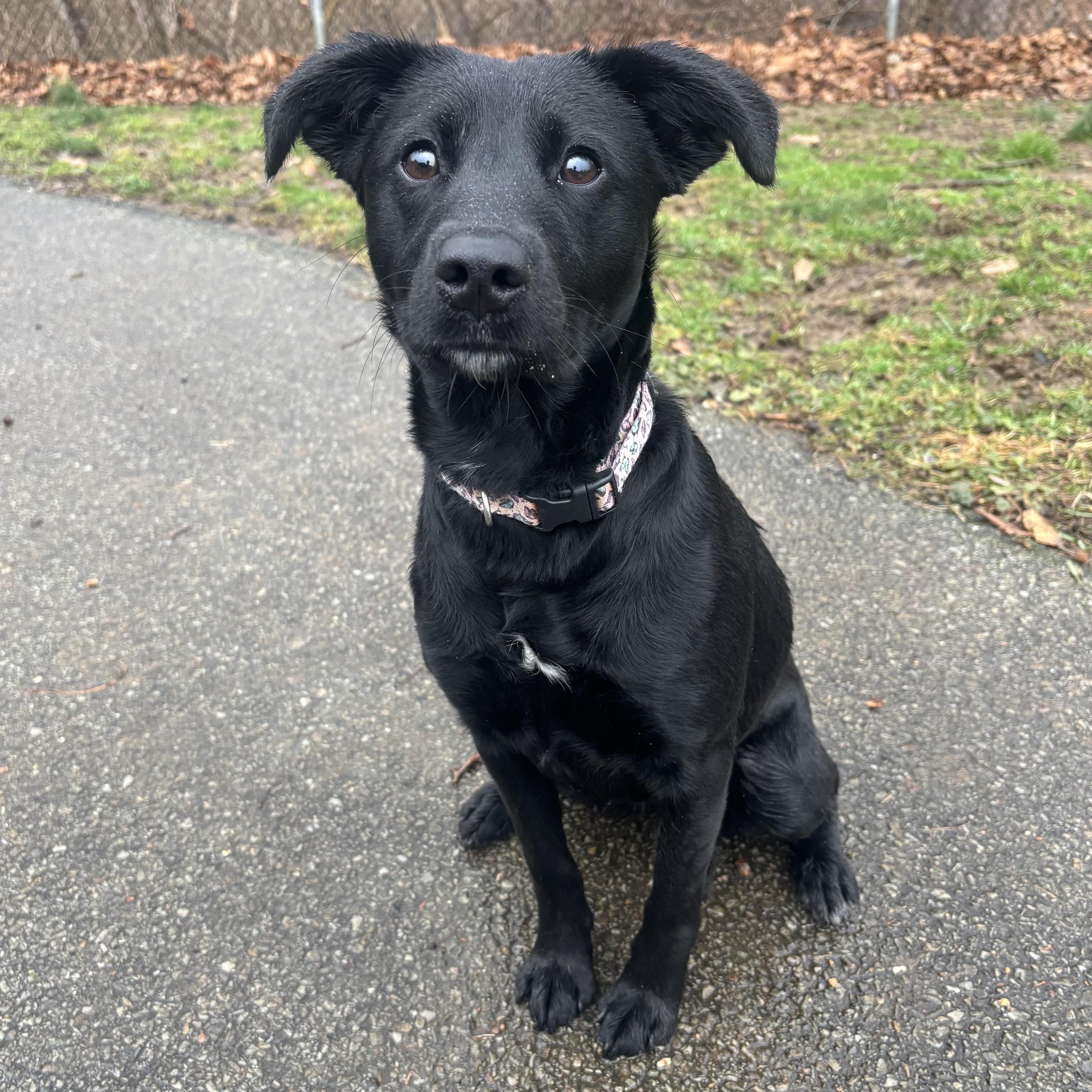 Enlarge Cuddles, a ADOPTABLE mixed breed in Waynesburg, PA image 1/6