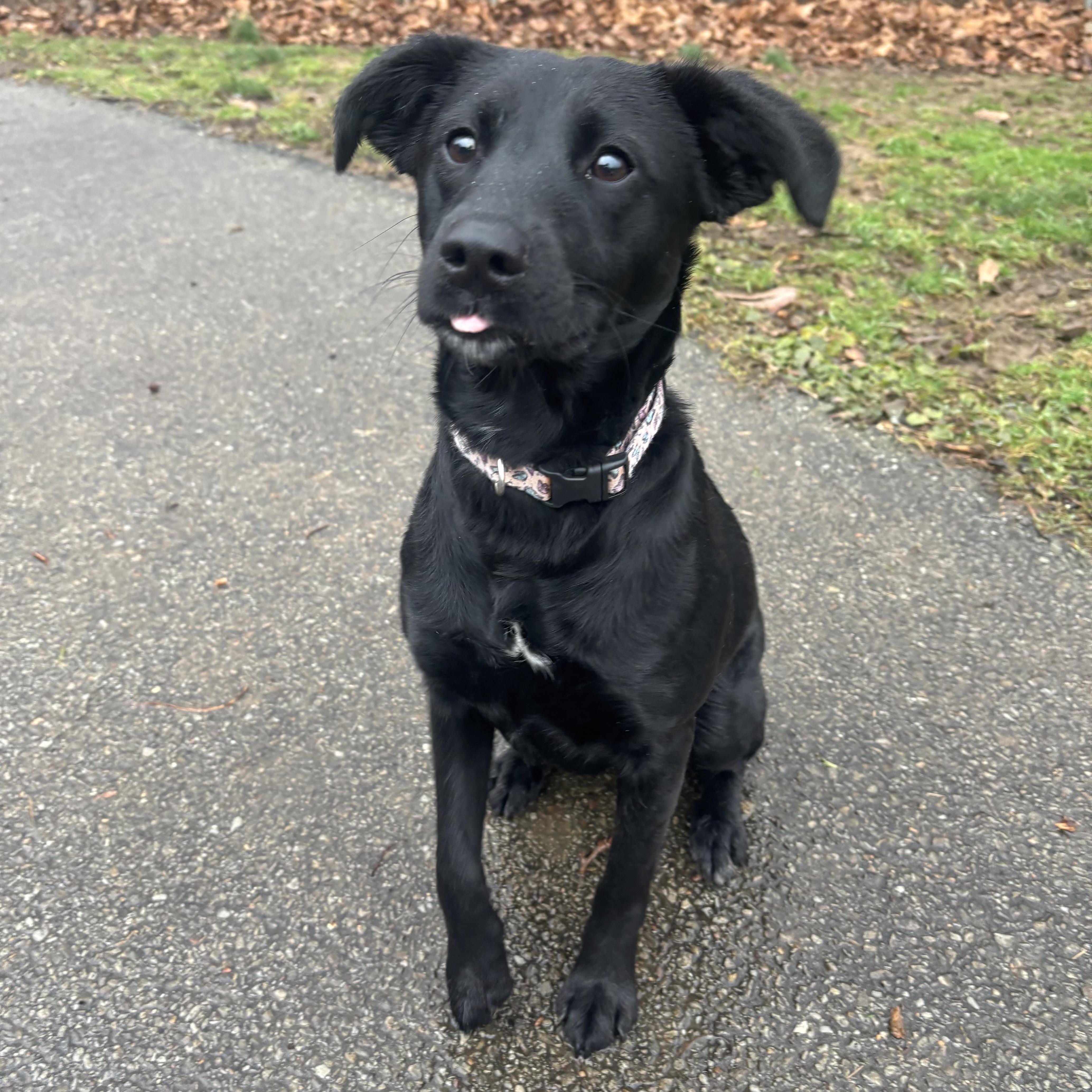 Enlarge Cuddles, a ADOPTABLE mixed breed in Waynesburg, PA image 2/6