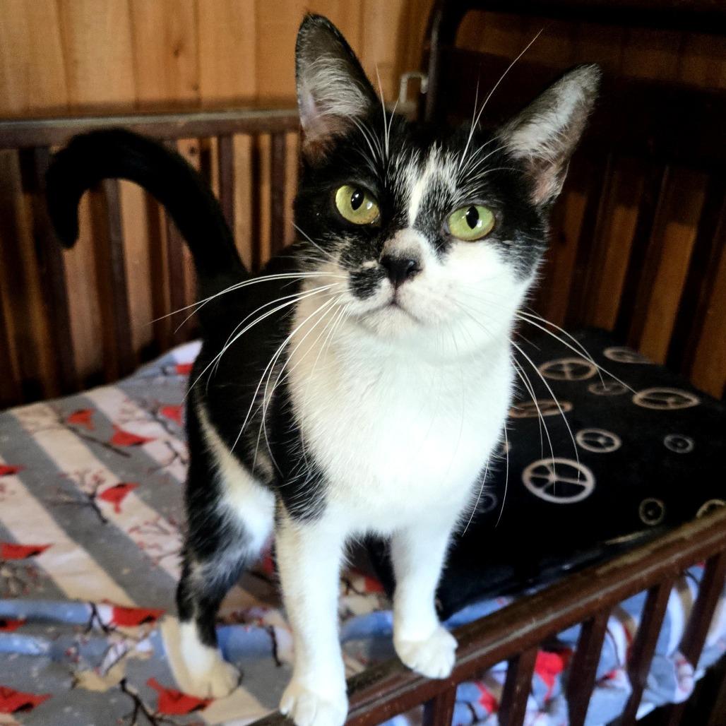 Amy, Adoptable, Young Female Domestic Short Hair & Domestic Short Hair.