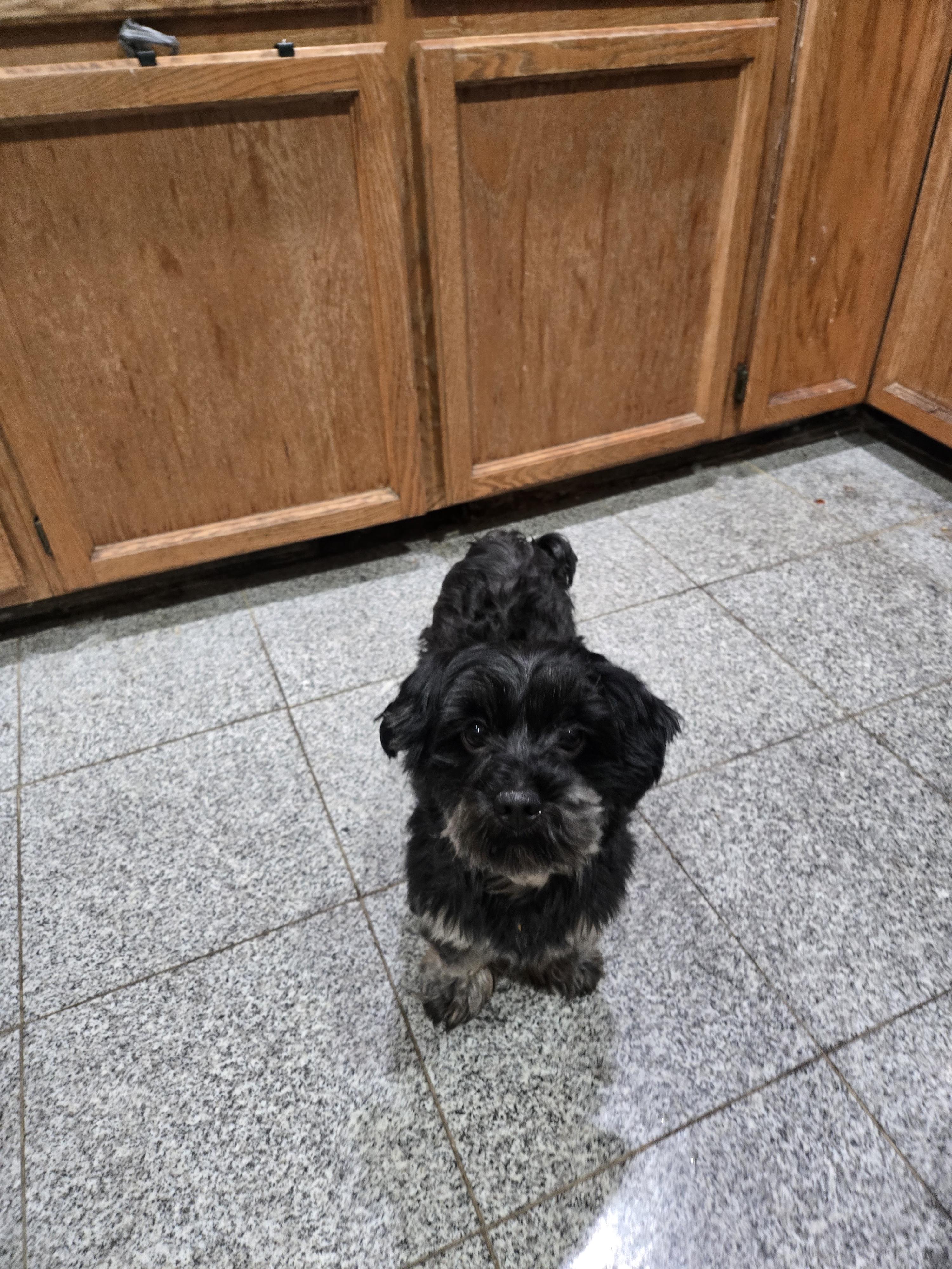 Joey, adopted, Adult Male Yorkshire Terrier.