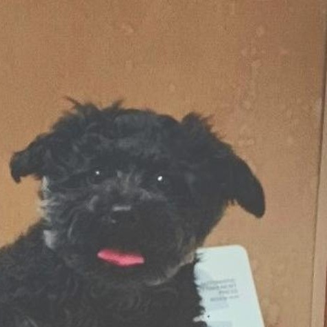 Davey, a ADOPTABLE Yorkie Poo in West Valley, UT image 3/4