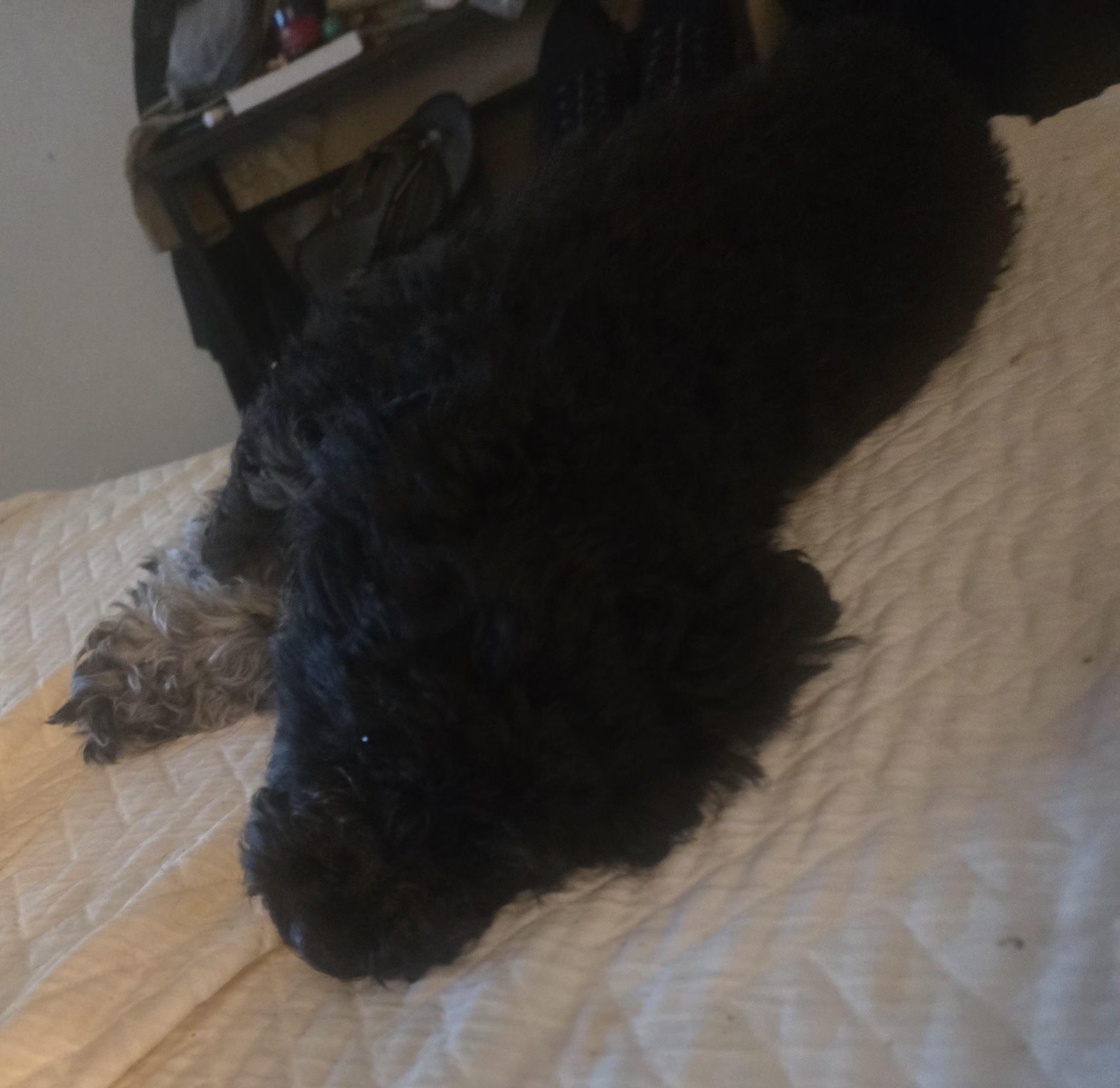 Davey, a ADOPTABLE Yorkie Poo in West Valley, UT image 4/4