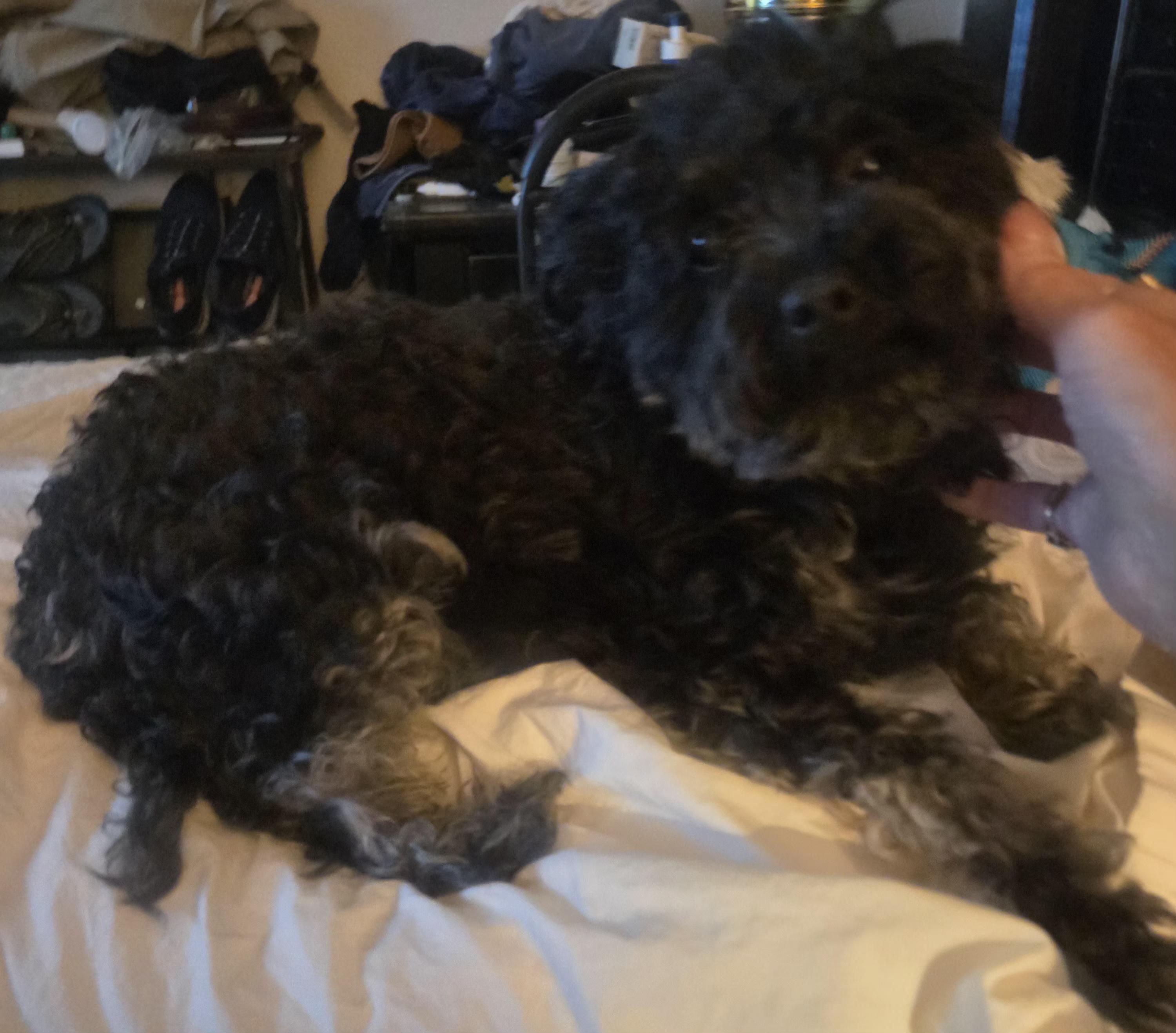 Davey, ADOPTABLE, Adult Male Yorkie Poo.